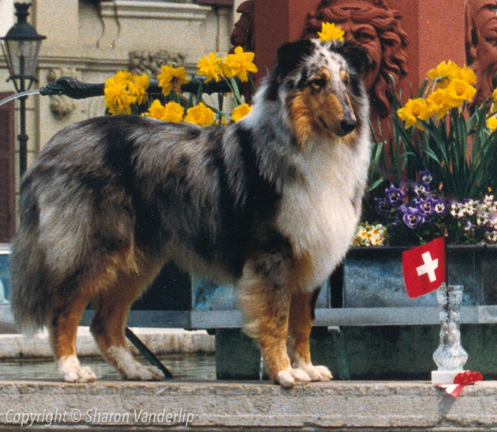 Teddy in Switzerland